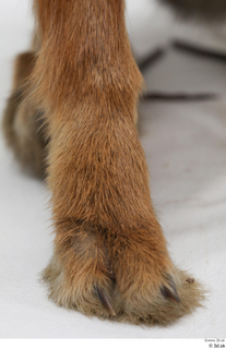 Hare  1 foot 0003.jpg